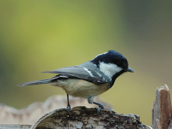 Kuusitiainen, Coal Tit, Periparus ater